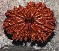 12 mukhi - 27x19x15.5